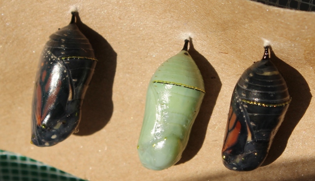 We cleaned the incubator daily, and kept a fresh supply of Milkweed for the caterpillars. At the bottom of the incubator we had brown paper bags. One day we were surprised to find four perfect chrysalis attached underneath the bag, each lined up perfectly with the next. We cut the paper, hung it, and all four hatched into beautiful Monarchs!